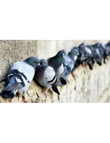 ANTI PIGEONS BARRIERE INOX 10 M