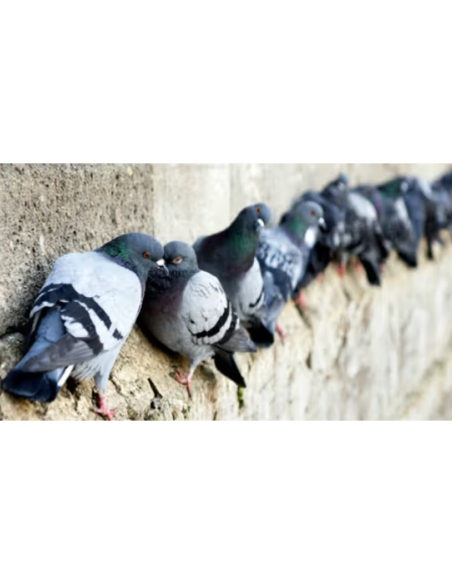 ANTI PIGEONS BARRIERE INOX 10 M