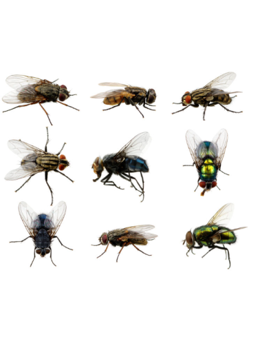 ATTRAPE MOUCHES JETABLE FLY TRAP - nadaf.ma