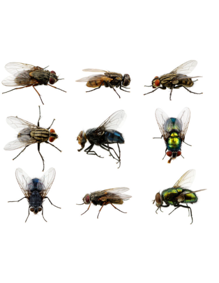 ATTRAPE MOUCHES JETABLE FLY TRAP - nadaf.ma